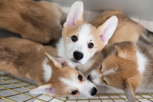 Close-up portrait of welsh corgi puppies in a cage