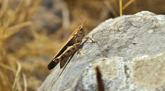 Brown grasshopper resting on a rock on a Mediterranean island