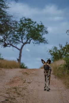 Wild dog at the Klaserie Private Nature Reserve part of the Kruger national park in South Africa. wild dog safari animals