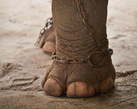 Closeup of a chain around the foot of an elephant in captivity.