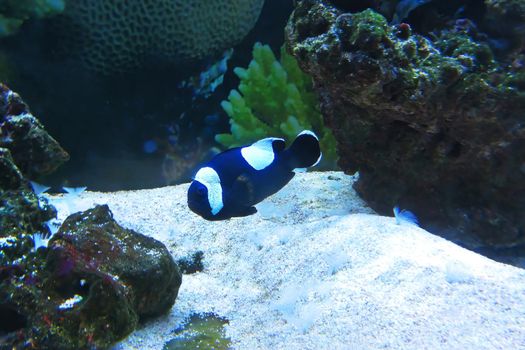 Amphiprion polymnus. A species of fish in the family Pomacentra. Reaches a length of 12 cm. Differs from closely related species by a broad white spot behind the dorsal fin. Saddleback clownfish.