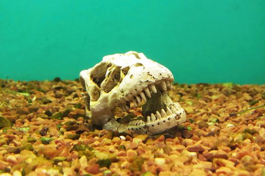 Dinosaur skull in aquarium. With rocks, coral and timber background for hallowoeen skeleton on image