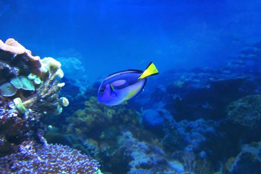 Powder blue tang Acanthurus leucosternon. Against a backdrop of coral