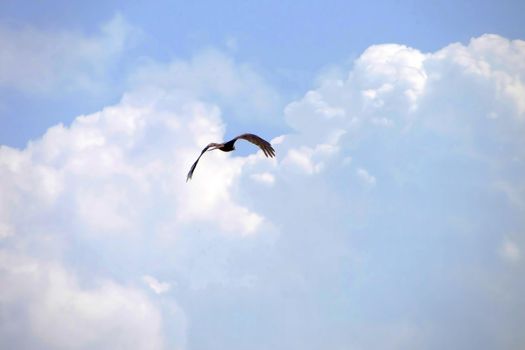 Bird in flight over the blue sky with clouds in summer on image