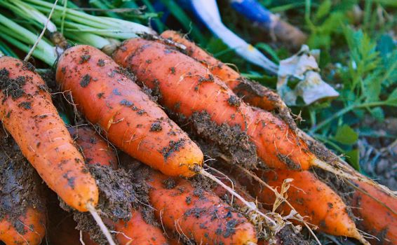 Fresh organic carrots pulled from the ground dirty with earth and soil