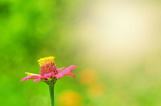 Zinnia pink flower on meadow with sun