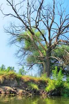 Beautiful old bare tree standing in pasture with reflections in water. Blue sky with fluffy white clouds is background on image