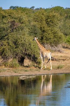 Giraffe at a Savannah landscape during sunset in South Africa at The Klaserie Private Nature Reserve inside the Kruger national park South Africa. Giraffe by a tree in the bush