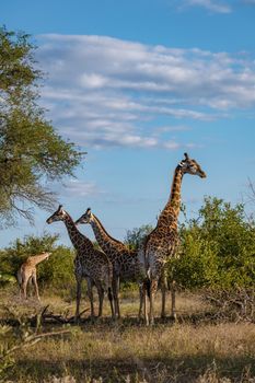 Giraffe at a Savannah landscape during sunset in South Africa at The Klaserie Private Nature Reserve inside the Kruger national park South Africa. Giraffe by a tree in the bush