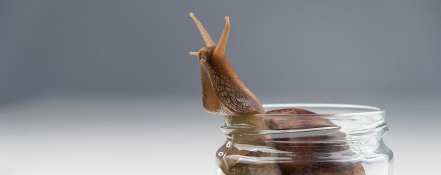 Close-up of a snail crawling on an empty glass jar on a white background. The use of shellfish in cosmetology