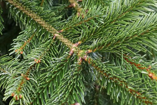 Close up of green fir branch with many needles