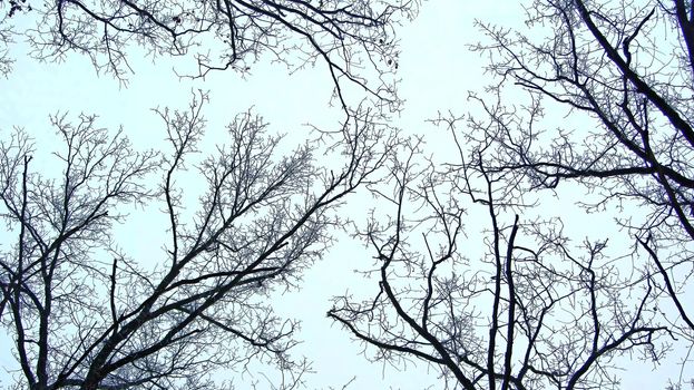 Leafless branches isolated on white background. Bottom view on the tops of the trees in winter forest on background cloudy sky. Bottom view on the tops of the trees in winter forest on background