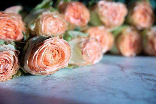 Beautiful english roses flowers in their natural garden Environment with green leaves in the Background in the sunshine