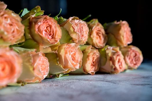 Beautiful english roses flowers in their natural garden Environment with green leaves in the Background in the sunshine