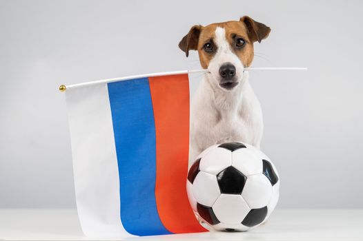 Jack Russell Terrier dog holding a Russian flag and a soccer ball on a white background