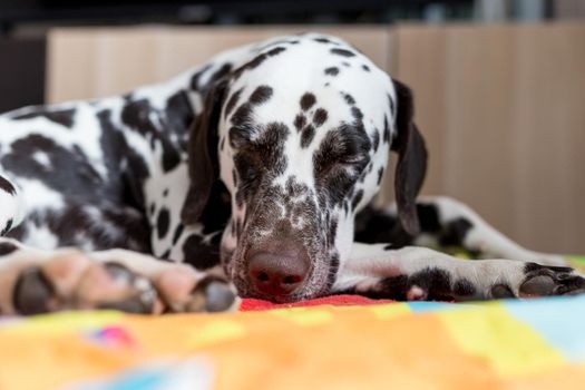 Dalmatian Dog with a sad,bored is sleeping on a sofa in brightly lit modern apartment