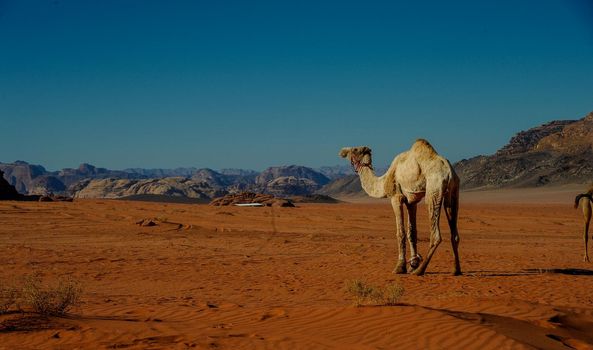 Camels in Jordan Wadi Rum desert on red sand with baby and high mountains in the background