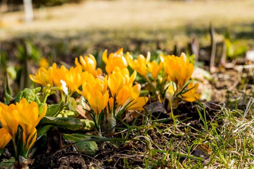 Spring primroses. Blooming crocuses in a green meadow. Crocuses as a symbol of spring.