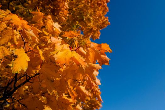 Big beautiful maple tree with red autumn leaves on a mountainside on a sunny autumn day