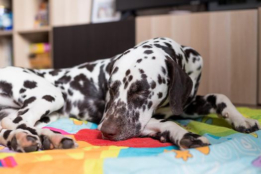 Dalmatian Dog with a sad,bored is sleeping on a sofa in brightly lit modern apartment