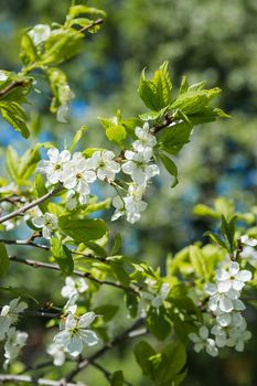 Charming ornamental garden with blooming lush trees in idyllic sunny day. Scenic image of trees in charming garden.