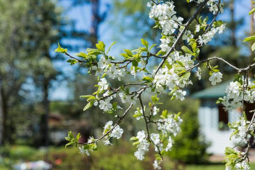 Charming ornamental garden with blooming lush trees in idyllic sunny day. Scenic image of trees in charming garden.