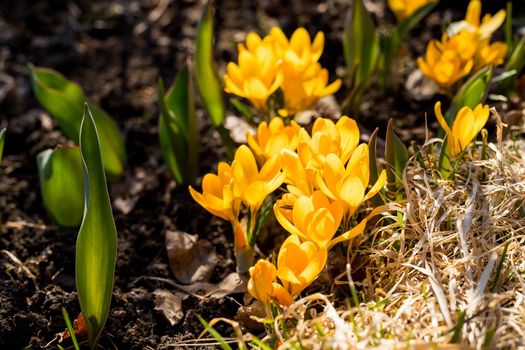 Spring primroses. Blooming crocuses in a green meadow. Crocuses as a symbol of spring.