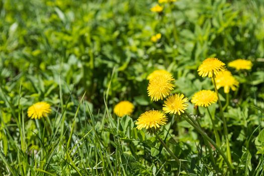 Close up of bright yellow flowers of dandelion on meadow field in sunny day, selective focus.