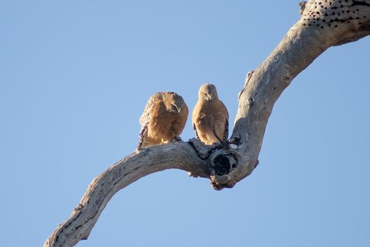 A Pair of mated hawks in early spring