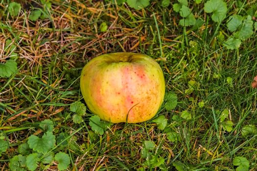 Apples on a green grass surface on a meadow