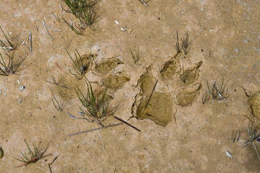 Muddy wolf paw prints in Yellowstone National Parkthermal pools