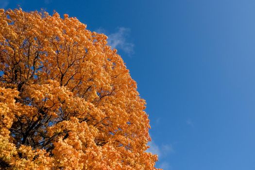 Big beautiful maple tree with red autumn leaves on a mountainside on a sunny autumn day