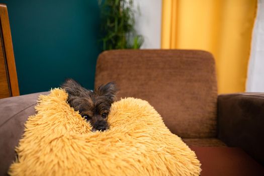 In the living room, a shaggy dog waits patiently on his pillow. A multi-breed dog with ears sticking up. Pet.