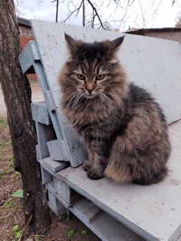 Shaggy yard cat sits on a bench made of pallets.