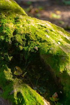 Stone covered with green moss in the forest, closeup view
