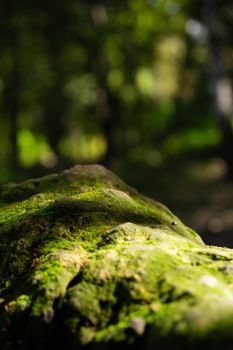 Stone covered with green moss in the forest, closeup view