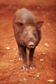 Wild Thai boar looks at the camera.
