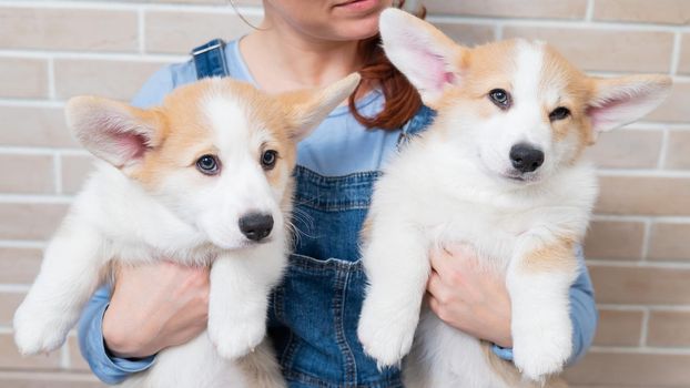 Caucasian woman holding two cute pembroke corgi puppies