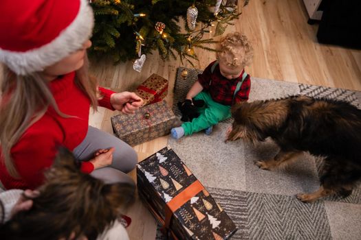 Mom and her two-year-old son are feeding a multi-racial dog in the living room right next to the Christmas tree. A boy with curly blond hair.