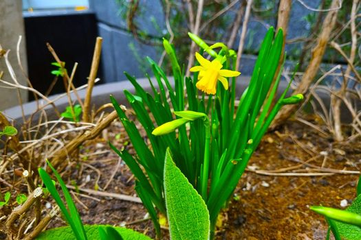 In the flower bed in the spring blooms a yellow flower - narcissus