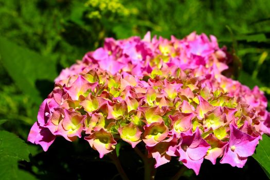 A flowering branch of hydrangeas in the garden in summer