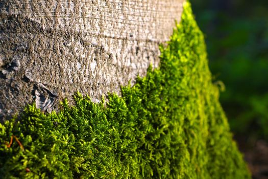 Selective focus, green moss grows on the trunk of the tree in the forest