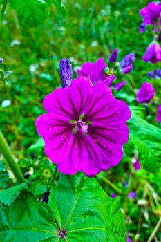 Selective focus, blooming purple flower on green grass