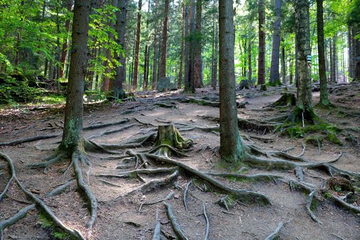 The large roots of the tree stick out of the ground in the forest