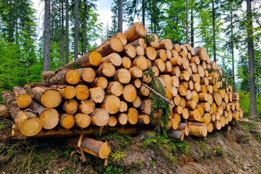 Stacked logs of felled trees lie on the ground. Deforestation, deforestation. Forest cleaning