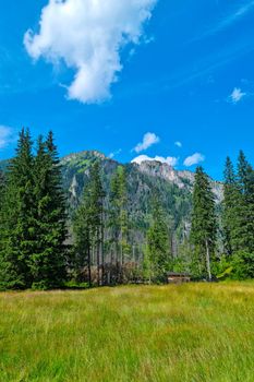 Beautiful view of green trees in the mountains on a sunny day