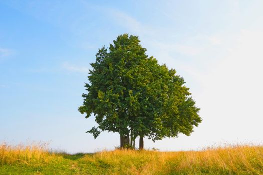 Lonely tree in a field against a blue sky