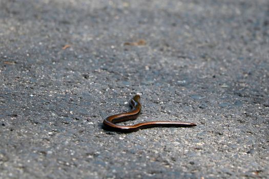 A small snake is crawling on the ground, already. Wild nature