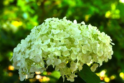 A light flowering branch of hydrangeas in the park in summer. The background of nature