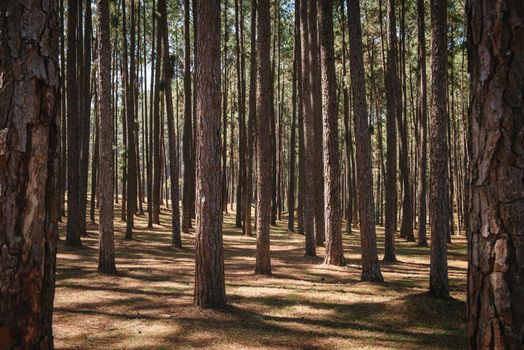 Nature Pine Tree Woodland of Tropical Forest, Landscape Scenery of Nature Plant. Pine Trees Trunk Pattern Background With Sunlight. Beautiful Scene of Pine Tree Park and Environment Green Area.